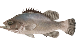 Wreckfish or stone bass -  image courtesy of wiki commons